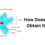 How Does Amoeba Obtain Its Food
